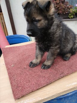 Německý ovčák štěňata - 11