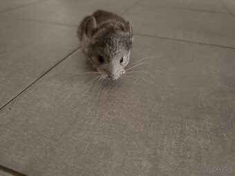 Činčila mládě samičky - 11