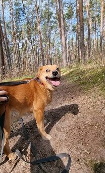PINGI K ADOPCI - akční veselý mazel, vhodný k dětem - 11