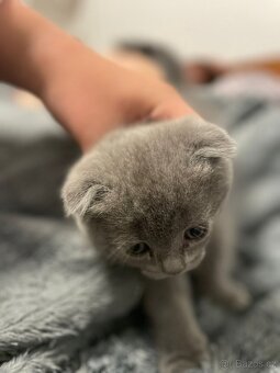 Продаю британських кошенят - 11