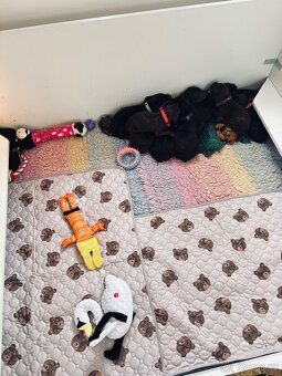 Cane corso s PP - 11 Vánočních štěňátek k rezervaci - 11