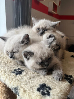 Britský kocour ke krytí - 11