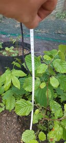 Semena vistárie a katalpy + stromky + vodní rostliny - 11