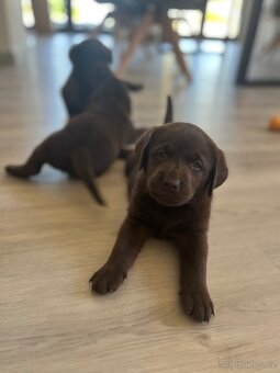 Štěňata Labradorský retrívr - 11