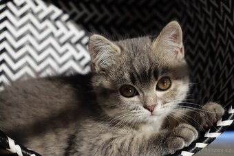 Britské modré krátkosrsté kotě, koťátko, kočka - 11