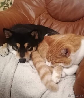 Shiba inu - 11