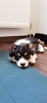 Welsh corgi pembroke s PP - 11
