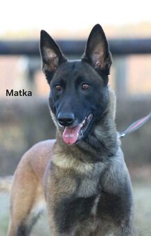 Belgicky ovcak malinois - 11