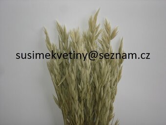 Sušené květiny po celý rok - 11