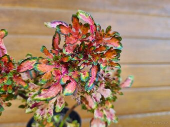 Africké okrasné kopřivy - SEMENA - Coleus - 11