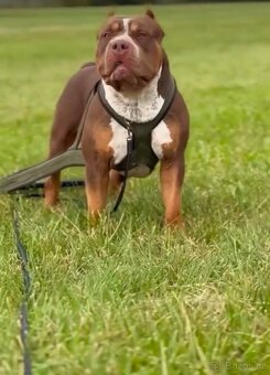 American Bully XL - 11