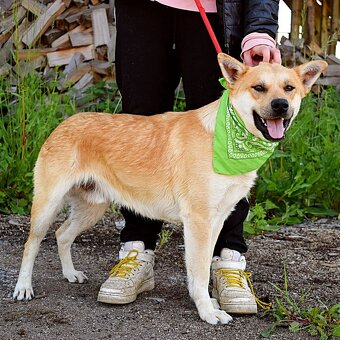DINO K ADOPCI - 1 ROK, KAMARÁDSKÝ,VHODNÝ K DĚTEM - 11