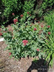 Keře, stromy, trvalky - 11