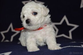 BICHON FRISE - BIŠONEK  s PP - 11