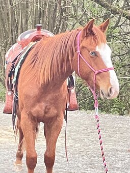 Klisna QH 2 roky - 11