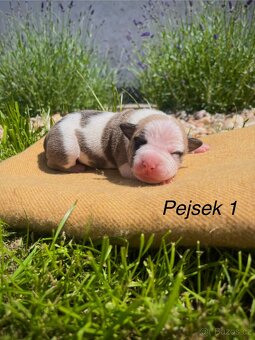 Americký stafordšírský teriér s PP - 11