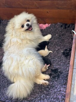 Pomeranian s pp FCI - 11