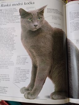 Velká kniha o kočkách - 11