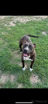 Americký stafordsirsky terier, Stafford, amstaf - 11