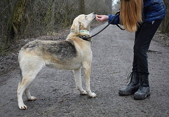 ŽIŽI K ADOPCI - 2 ROKY, ODDANÝ, BYSTRÝ, UČENLIVÝ - - 11