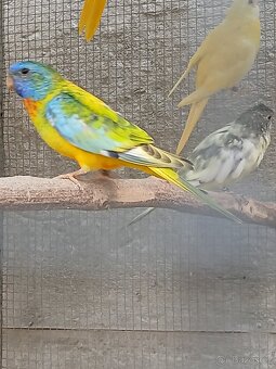 neofema modrohlavá - 11