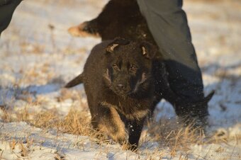 Německý ovčák - 11