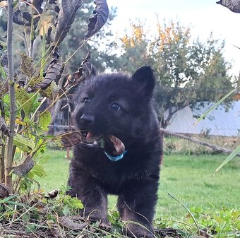 Německý ovčák - štěňata - 11