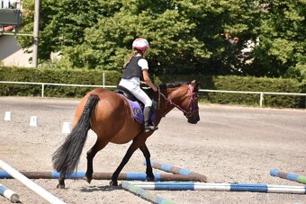 prodam pony- pronajem - 11