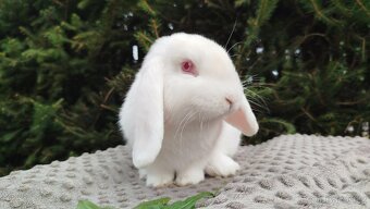 Zakrslý beránek, králík, králíček - WILLIAM - 11