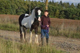 Prodej Irského Coba - 11