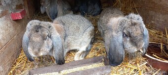 Francouzský  beran - 11