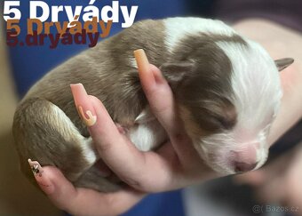 Border kolie s pp - 11