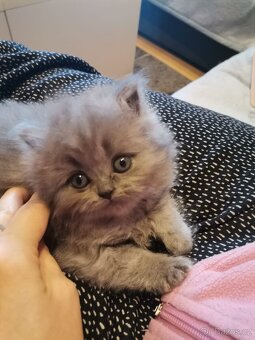 Britský kocourek ke krytí - 11