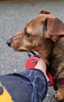 STELINKA K ADOPCI - umazlená jezevčí holčička - 11