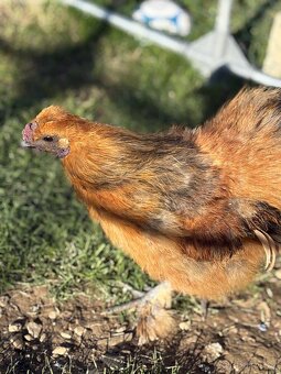 Kohouti hedvábnicky a Pavlovka - 11