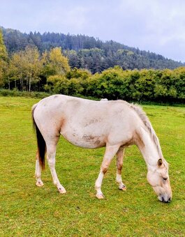 Klisna APH / APPA (rezervace do 23.11.) - 11