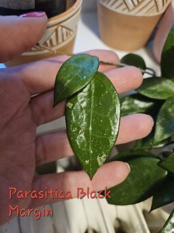 Pokojová rostlina - hoya různé, řízek - 11