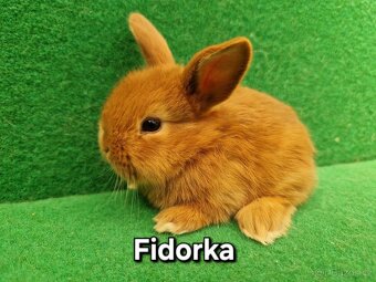Zakrslý beránek, registrovaný chov - 11