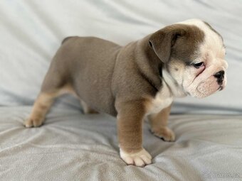 Anglicky Bulldog - 11