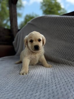 Labrador, štěňátka - 11