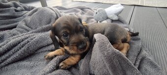 Jezevčík drsnosrstý - 11