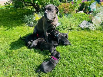 Cane Corso - 11