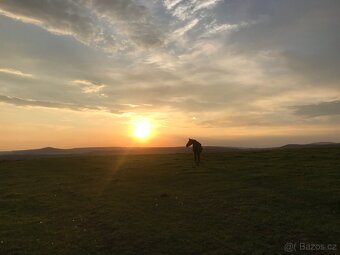 Pastevní ustájení Kočvary - 11