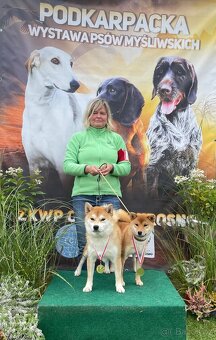Shiba inu s PP /FCI / - 11