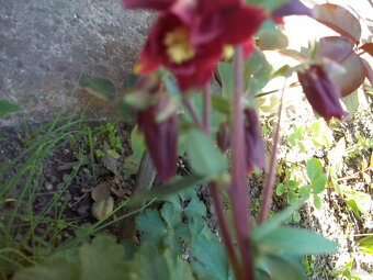 Orlíček květina - 11