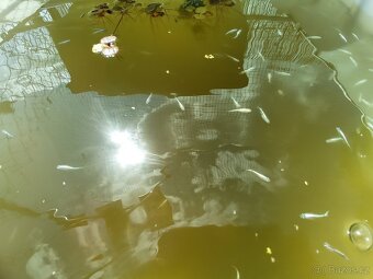 Medaka japonská,Oryzias latipes, Rýžová ryba - 11