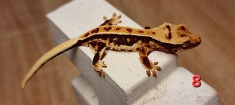 Pagekon řasnatý - 11