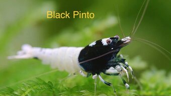TOP AKVA KREVETKY PREMIUM Caridina a Neocaridina - Odchovy - 11
