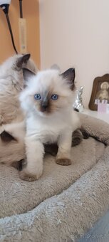 Ragdoll kotatka - 11