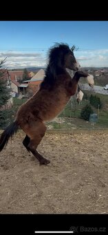 Prodám Welsh padr bret - 11